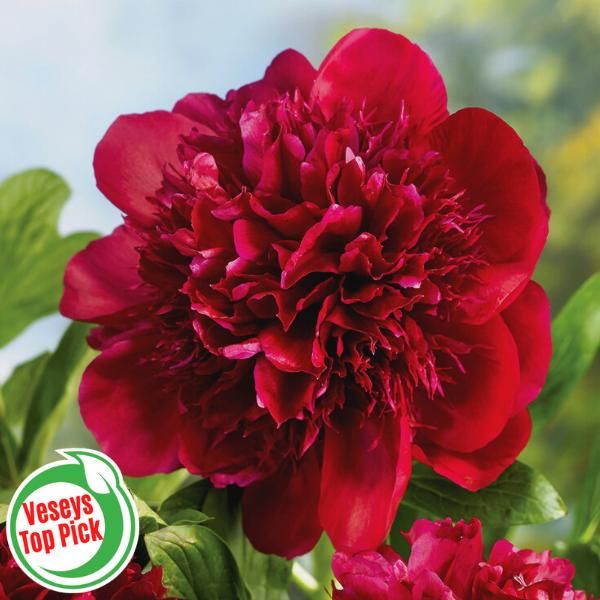 Red shop charm peony